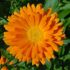 Calendula or marigold are the birth flower for october